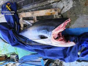 Decomisados en Tarifa 15 atunes pescados de forma ilegal