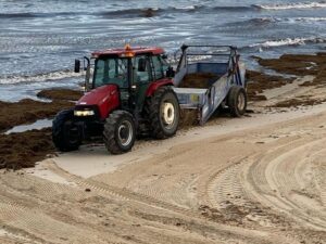 El Ayuntamiento de Tarifa retira de sus playas casi 400 toneladas del alga asiática desde julio