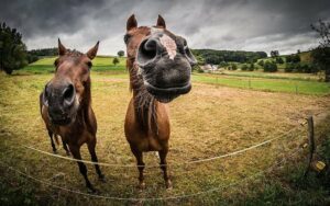 Ascienden a cuatro los caballos afectados por el virus del Nilo en Tarifa