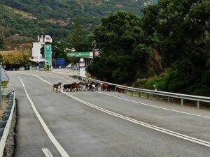 Un rebaño de cabras cruza la N-340 ante el descenso del volumen de tráfico