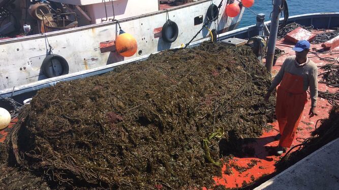 El Defensor del Pueblo admite la queja de AxSí sobre la indemnización al sector pesquero por el alga