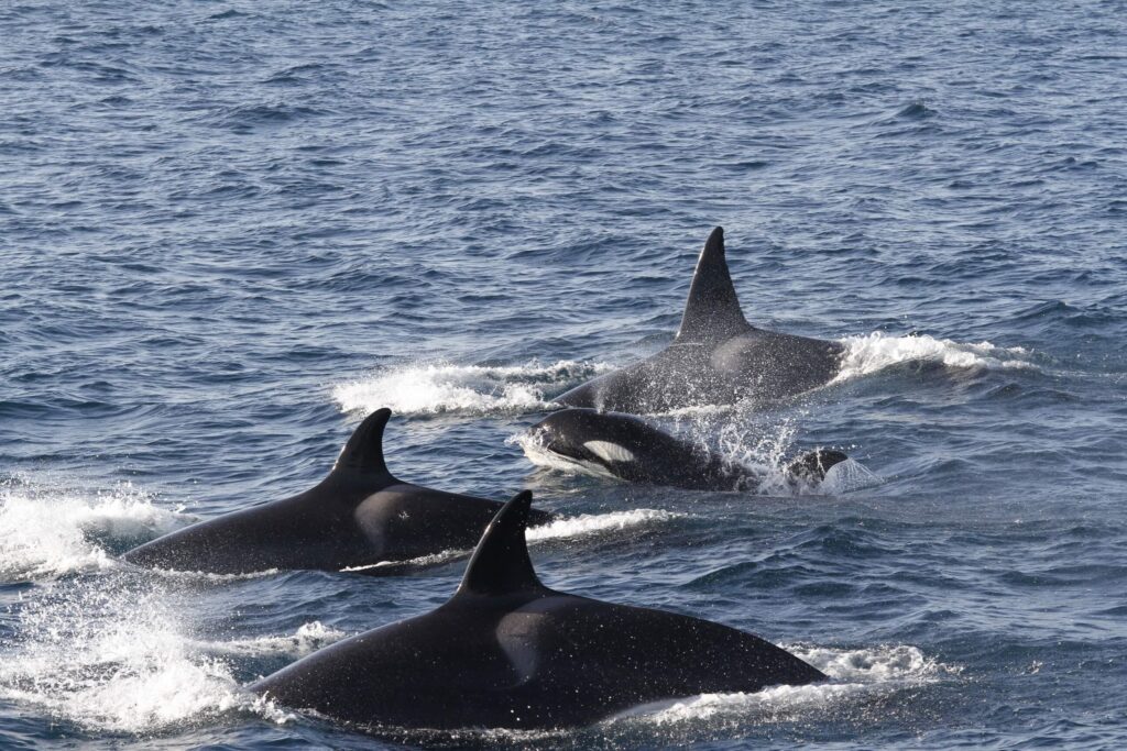 familia de orcas en el Estrecho de Gibraltar foto de marina blue avistamientos