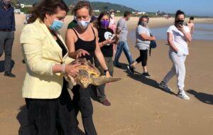 Liberan en Bolonia una tortuga que apareció el año pasado herida por un sedal de pesca