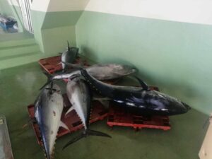 La Guardia Civil interviene 640 kilos de atún rojo pescados ilegalmente en Tarifa