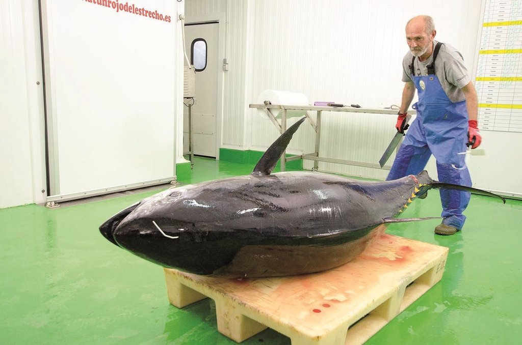 JC Mackintosh logra un contrato para comercializar su atún rojo con la aerolínea de Emiratos Árabes