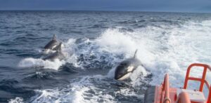 Las orcas que han interactuado con veleros en el Estrecho fueron arponeadas con anterioridad