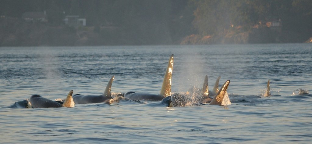 Salvamento remolca un segundo velero en 24 horas tras sufrir acometidas de las orcas en Bolonia