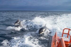 Salvamento rescata a dos personas de un velero en Tarifa tras un nuevo choque con orcas