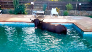 La imagen: Una vaca se lanza a la piscina en un hotel de Tarifa