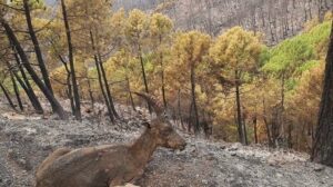 La lluvia logra lo que no pudo el hombre, controlado el incendio de Sierra Bermeja