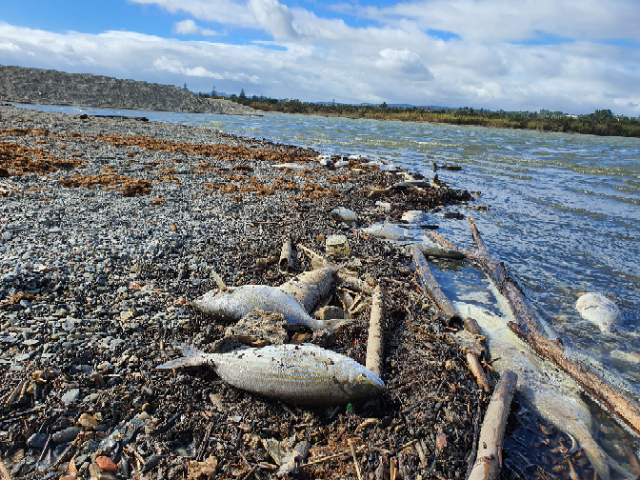 Cientos de peces se mueren por falta de oxígeno en la desembocadura del Río Guadiaro .
