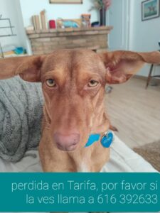 Tarifa buscando a Doby