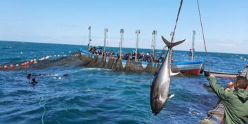 Conil estrena la temporada de almadrabas con la primera levantá y la captura de 43 atunes