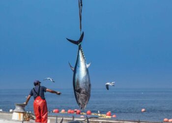Las almadrabas inician sus primeras ‘levantá’ de atún rojo salvaje