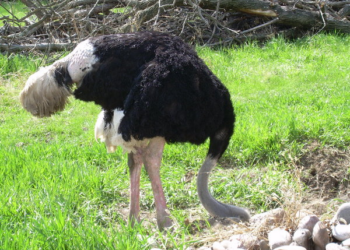 ¿Miedo, desprecio o soberbia entre los ausentes al debate en Tarifa? María Caballero
