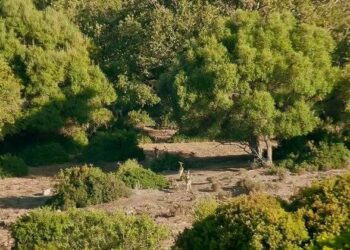 Jornada para poner en valor el papel de la caza en la conservación de Los Alcornocales