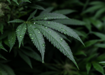 Lo que dice la OMS sobre la revolución del CBD
