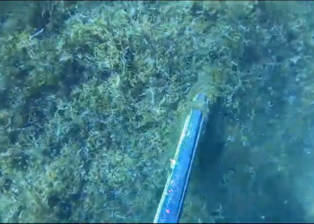 «En el fondo todo está peor»; Así se resume lo que este buceador captó con su cámara (VIDEO)
