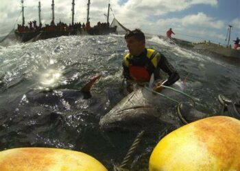 El Gobierno asegura servicios mínimos durante la huelga de Inspectores de Pesca en las almadrabas