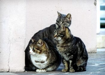 Exigen la aplicación de la Ley de Protección animal ante los actos vandálicos en una colonia felina en Tarifa