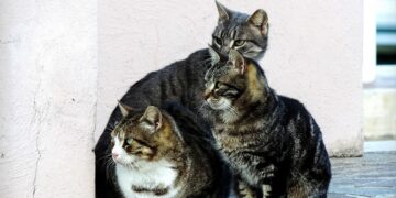 Exigen la aplicación de la Ley de Protección animal ante los actos vandálicos en una colonia felina en Tarifa