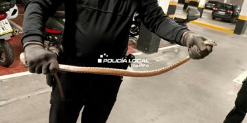 Rescatan una serpiente en un aparcamiento de Tarifa