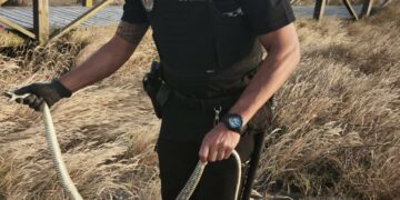 Aparece serpiente inofensiva y «bastarda» en los Lances