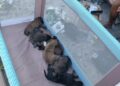 Intervenidos por bienestar animal en Tarifa: Siete cachorros rescatados buscan hogar