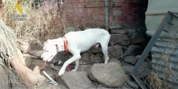 Investigado en Tarifa por maltrato animal el dueño de tres perros abandonados atados