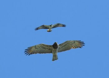 Tarifa despide septiembre con el último fin de semana de MIGBIRD