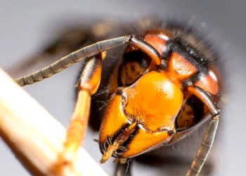 Detectan un nido de avispa asiática junto a un sendero en Tarifa tras el aviso de un vecino