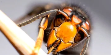 Detectan un nido de avispa asiática junto a un sendero en Tarifa tras el aviso de un vecino