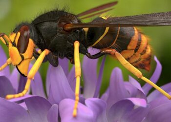 Una joven sufre más de 15 picaduras tras ser atacada por el nido de avispa asiática detectado en Tarifa
