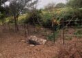 La Junta abre expediente sancionador por daños en una zona de máxima protección del PN Los Alcornocales