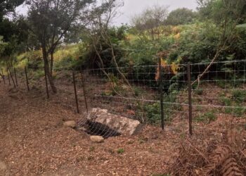 La Junta abre expediente sancionador por daños en una zona de máxima protección del PN Los Alcornocales