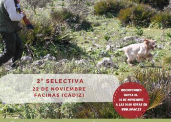 La Federación Andaluza de Caza celebra la “2ª Selectiva San Huberto” de Perros de Muestra en Facinas