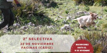 La Federación Andaluza de Caza celebra la “2ª Selectiva San Huberto” de Perros de Muestra en Facinas