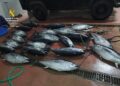 Interceptan en Tarifa más de 750 kilos de atún rojo pescados ilegalmente