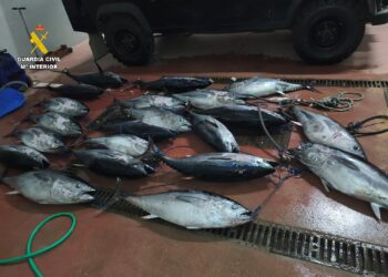 Interceptan en Tarifa más de 750 kilos de atún rojo pescados ilegalmente