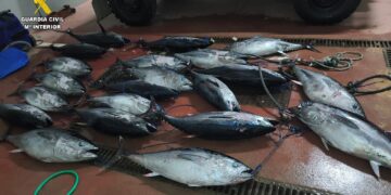 Interceptan en Tarifa más de 750 kilos de atún rojo pescados ilegalmente