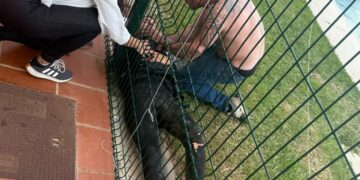 Un kiter resulta herido tras salir volando y quedar atrapado en la valla de la urbanización Los Lances II en Tarifa