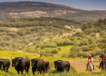 Tarifa estudia un complejo rural con piscina junto al río Jar, en la zona de La Palmosilla