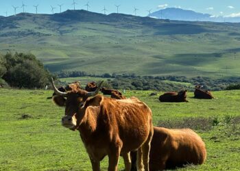 Agaden EA celebra el dictamen que frena el Parque Eólico Arrebol en Tarifa