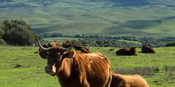 Agaden EA celebra el dictamen que frena el Parque Eólico Arrebol en Tarifa