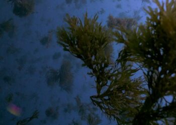 Un documental revela el impacto del alga invasora en el litoral gaditano