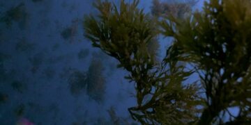 Un documental revela el impacto del alga invasora en el litoral gaditano