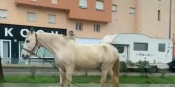 «Menos mal que hay alguien que ha tenido sentido común , y lo ha atado a la farola»