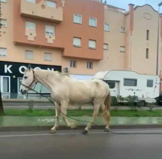 «Menos mal que hay alguien que ha tenido sentido común , y lo ha atado a la farola»