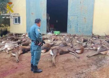 Investigan una batida de caza para ciervos hembras en un coto de Vejer (Cádiz) donde abatieron 20 ejemplares machos
