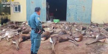 Investigan una batida de caza para ciervos hembras en un coto de Vejer (Cádiz) donde abatieron 20 ejemplares machos